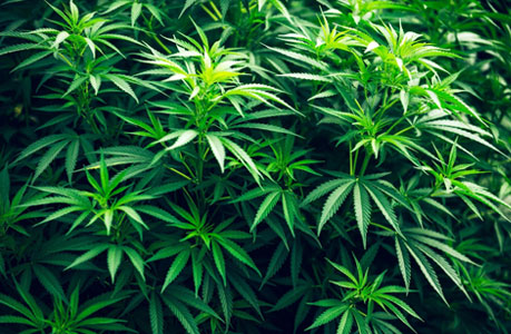 Cannabis and hemp
