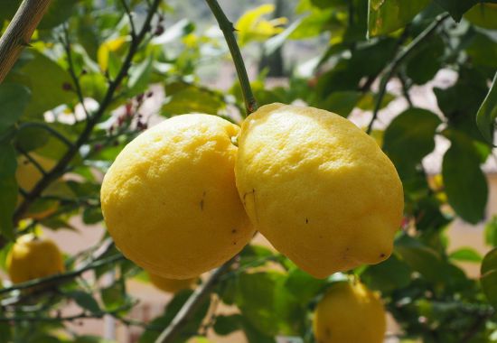 Citron