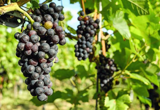 Grape