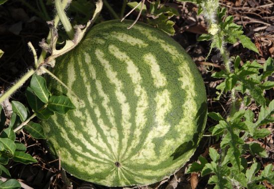 Sandia
